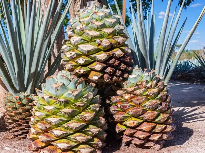 Agave