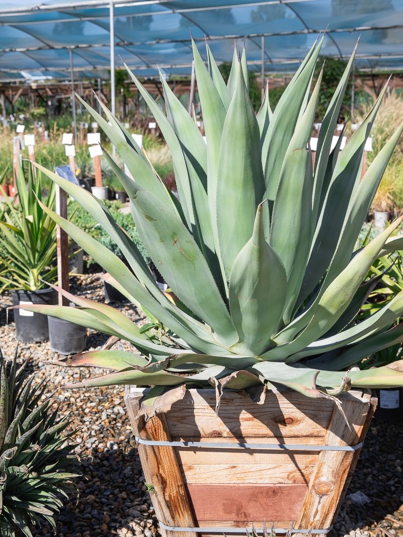 Agave