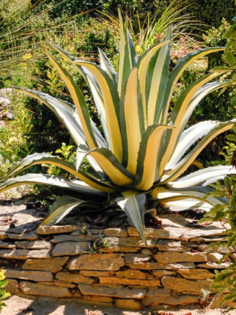 Agave