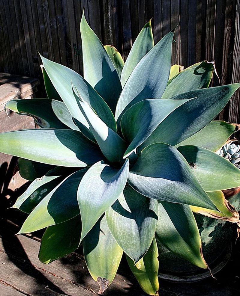 Agave Attenuata