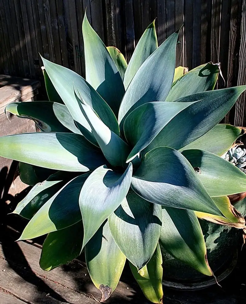 Agave Attenuata