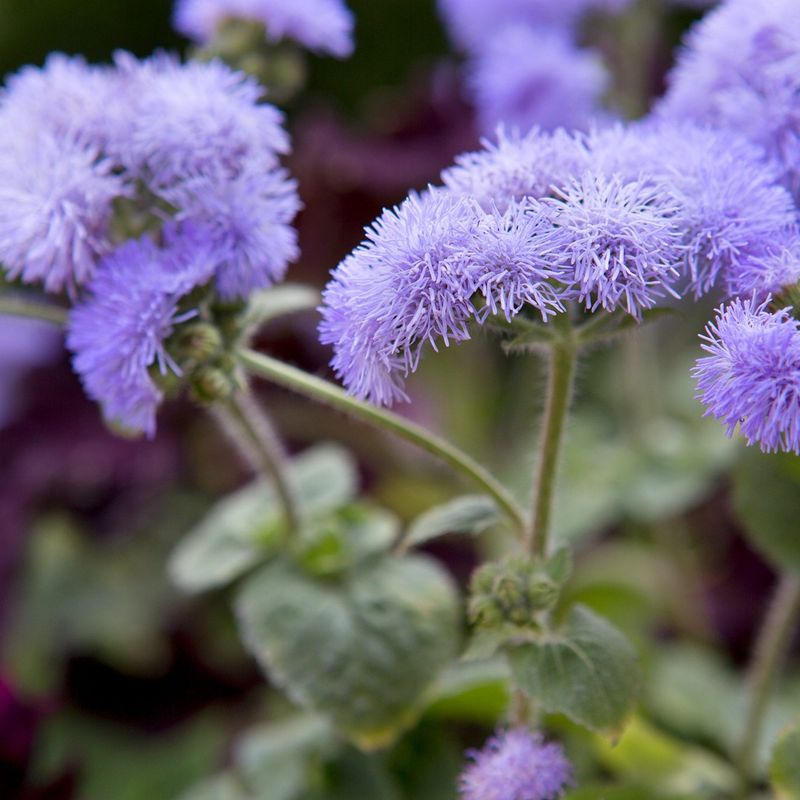 Ageratum