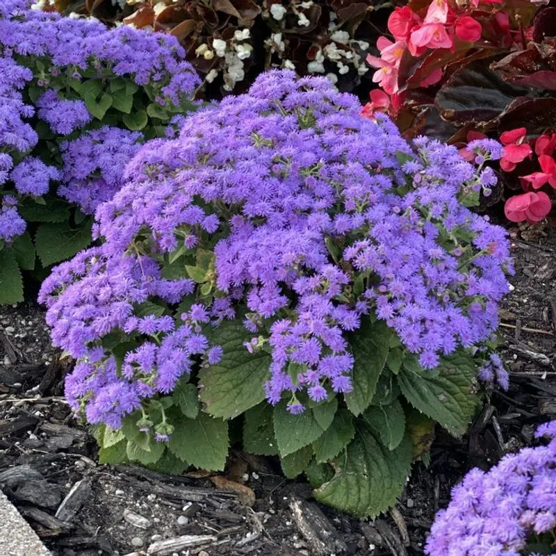 Ageratum