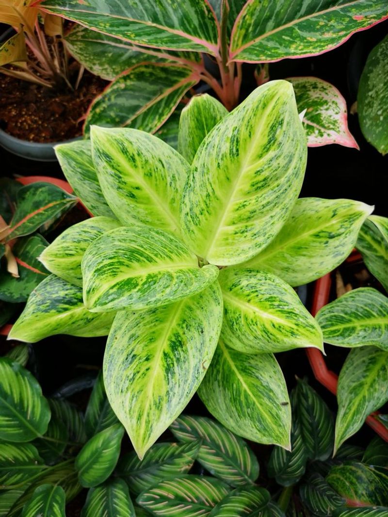 Aglaonema
