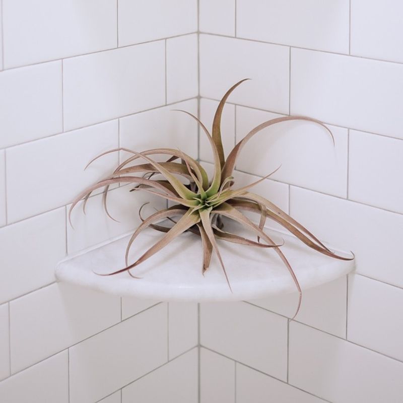 Air Plant