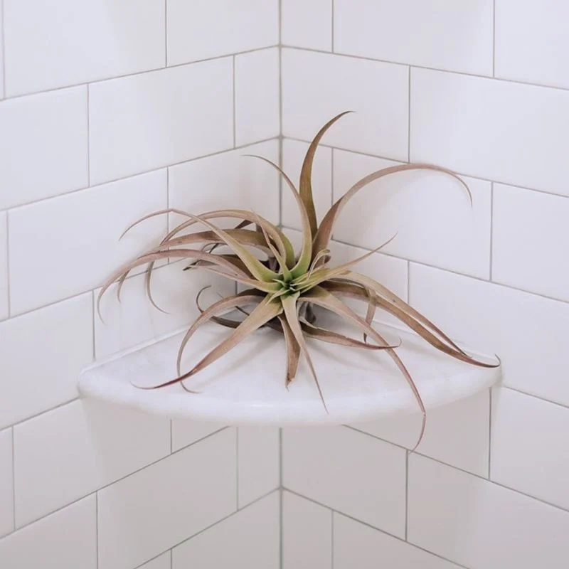 Air Plant