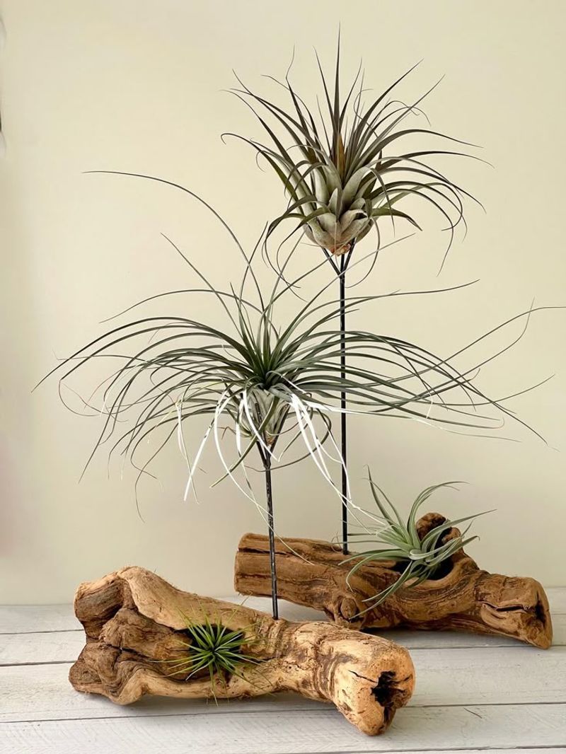 Air Plant