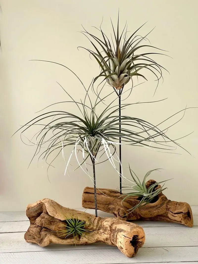 Air Plant