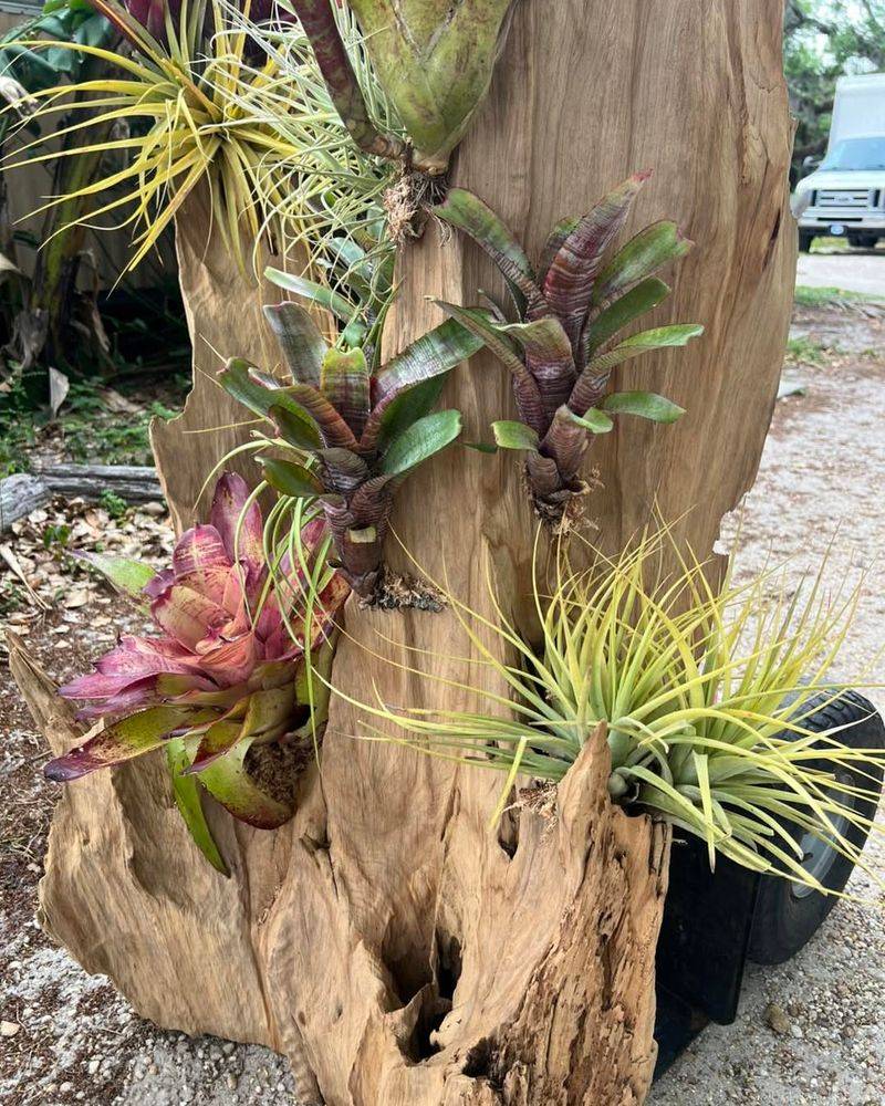 Air Plants on Driftwood