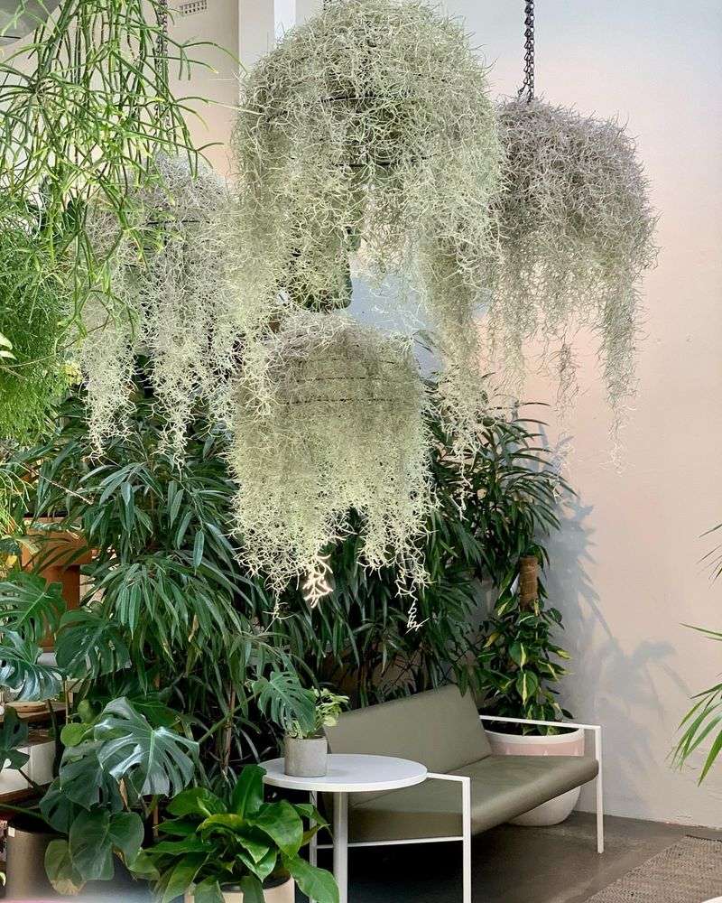 Air Plants