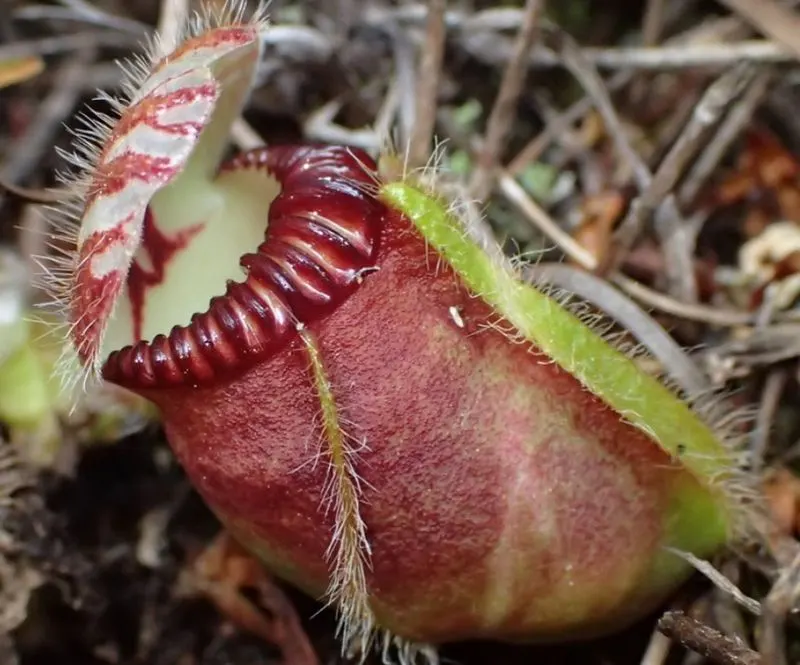 Albany Pitcher Plant