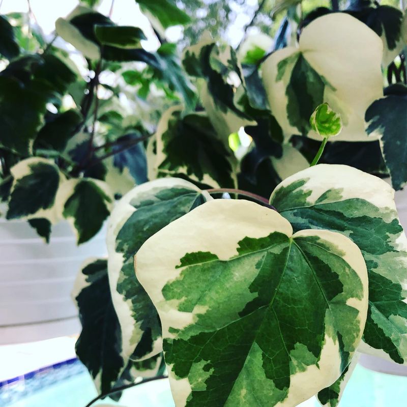 Algerian Ivy