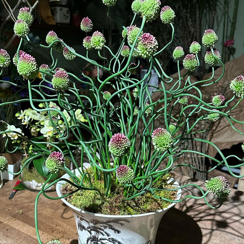 Allium