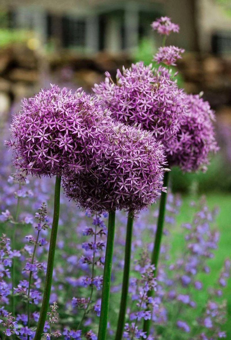 Allium
