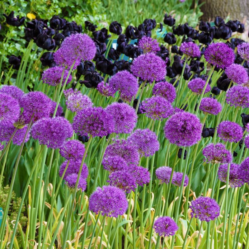 Allium