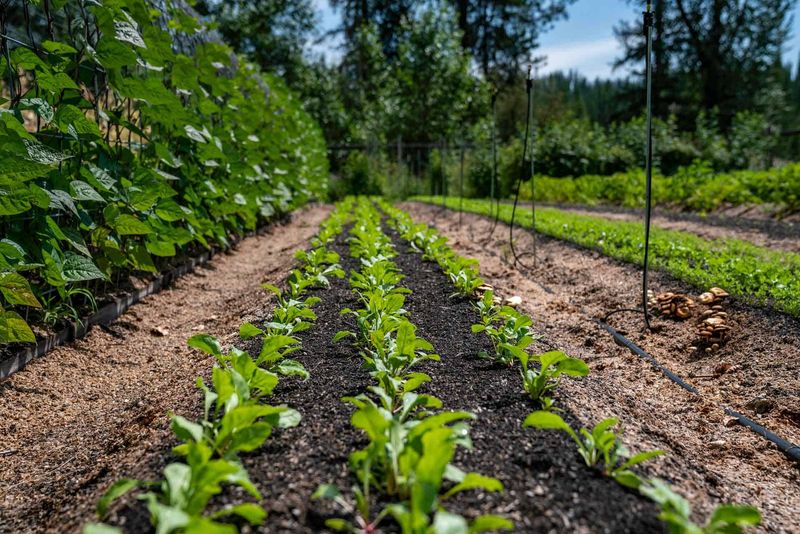 Allowing Weeds to Thrive