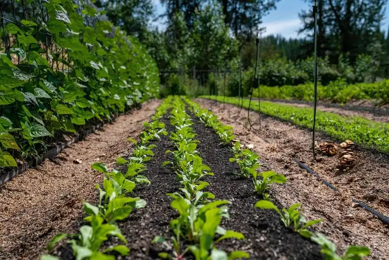 Allowing Weeds to Thrive