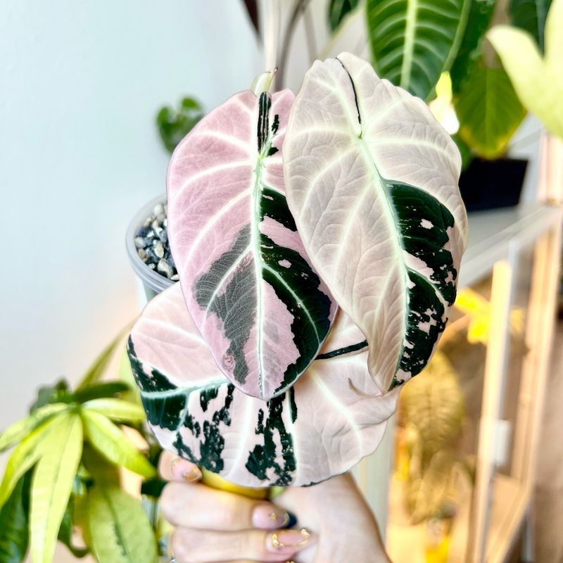 Alocasia
