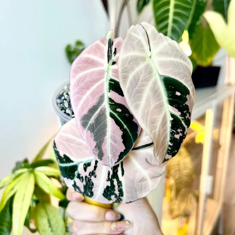 Alocasia