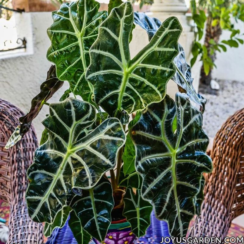 Alocasia Polly