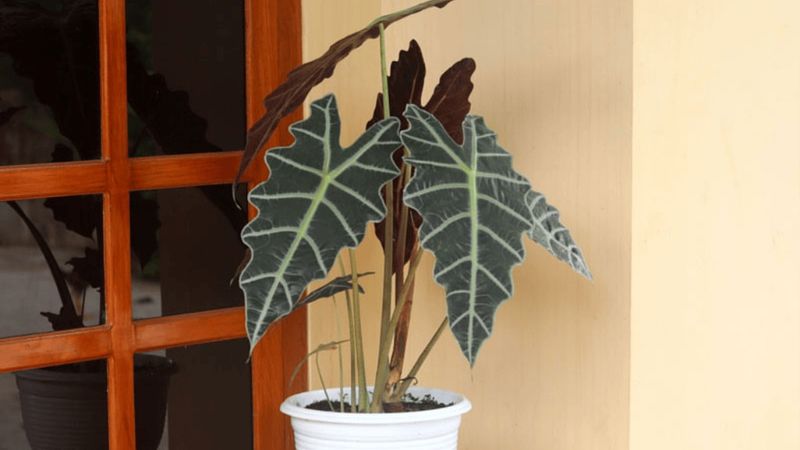 Alocasia Polly