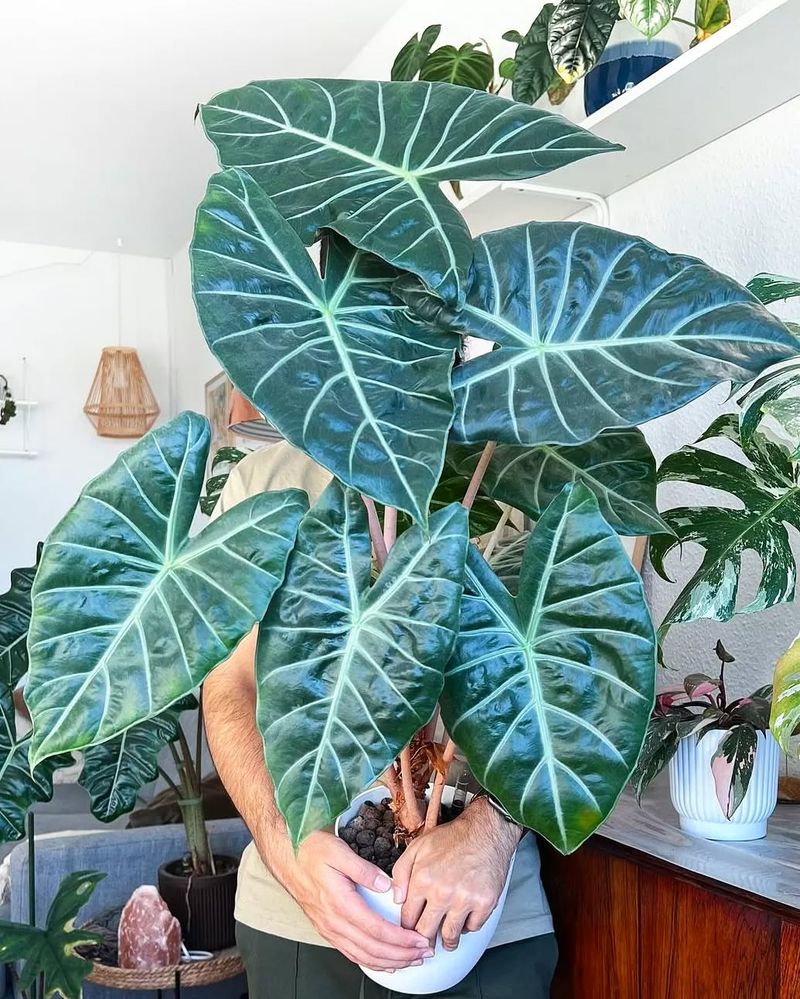 Alocasia