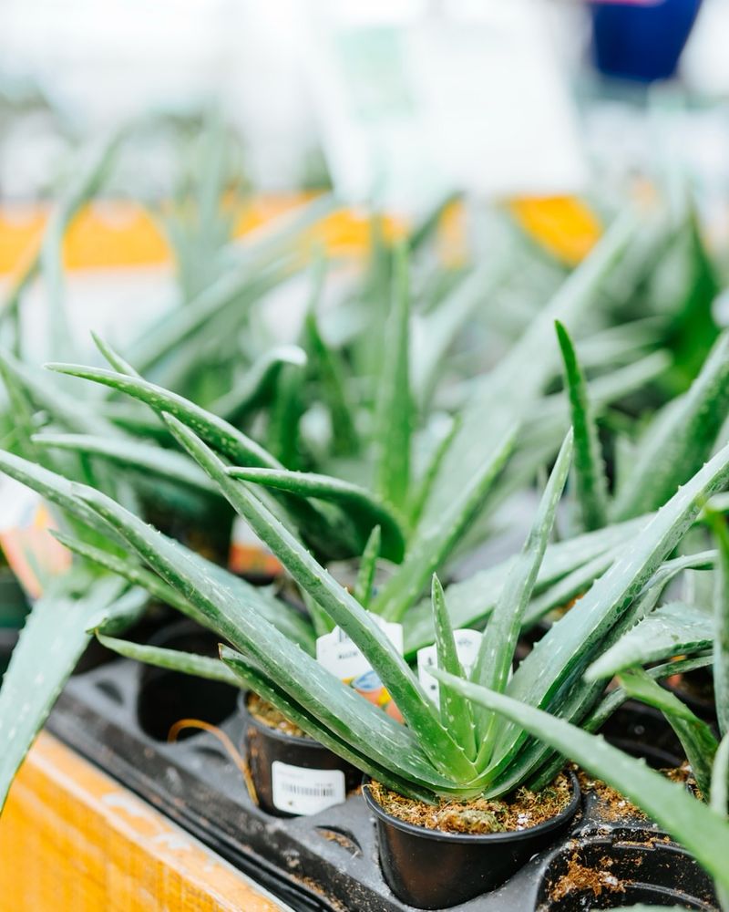 Aloe Vera