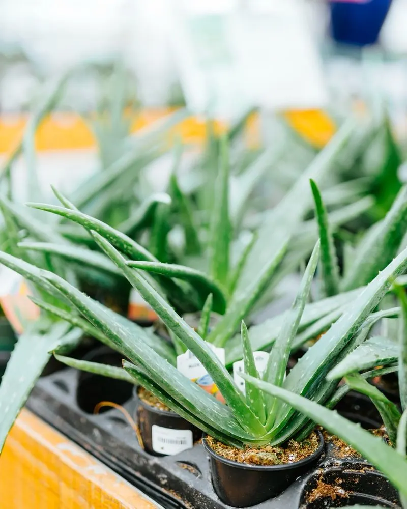 Aloe Vera