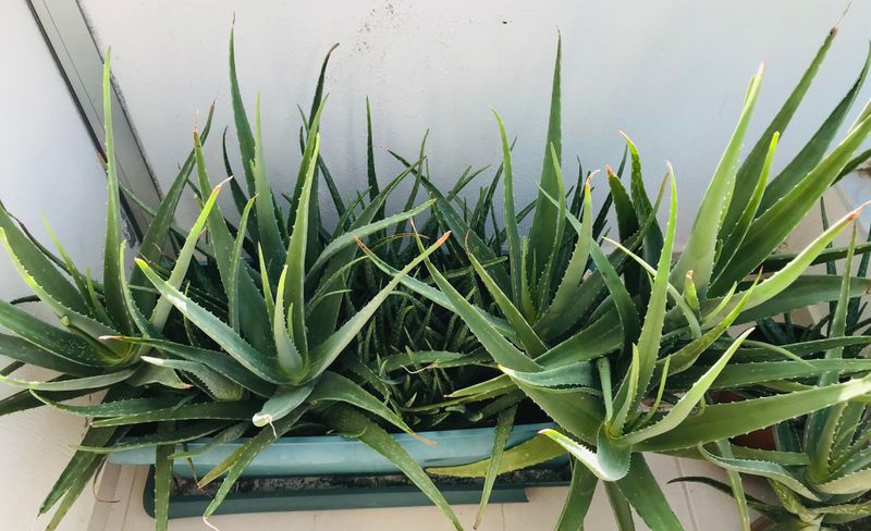 Aloe Vera