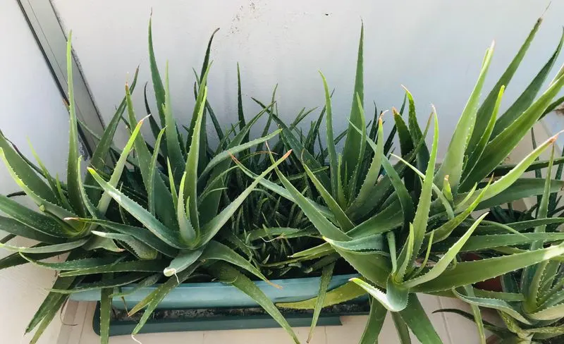 Aloe Vera
