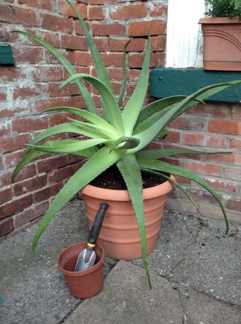 Aloe Vera