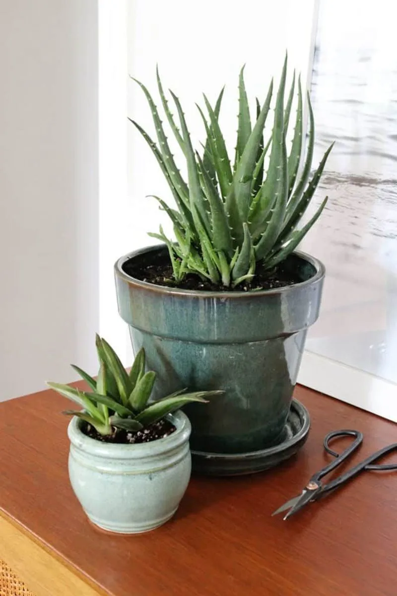 Aloe Vera