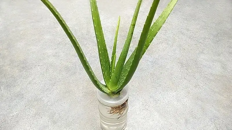 Aloe Vera