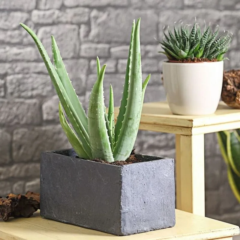Aloe Vera