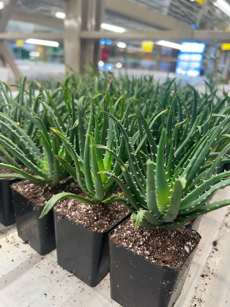 Aloe Vera