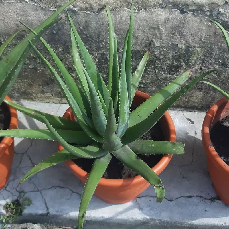 Aloe Vera