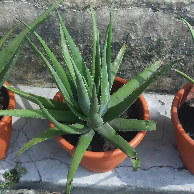 Aloe Vera