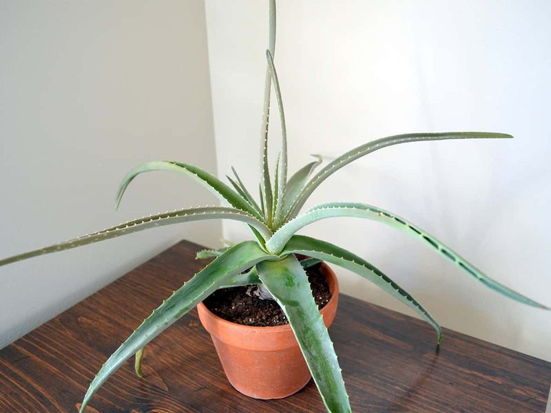 Aloe Vera Gel