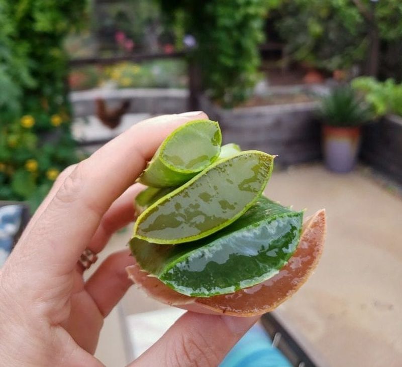 Aloe Vera Growth Stimulator