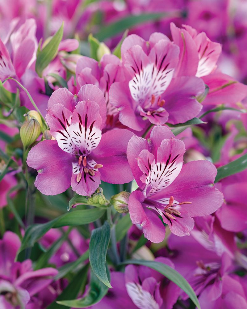 Alstroemeria