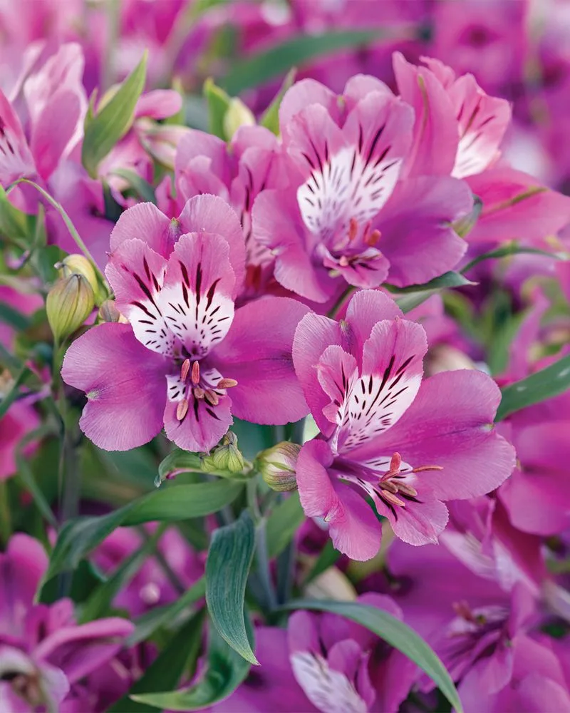 Alstroemeria