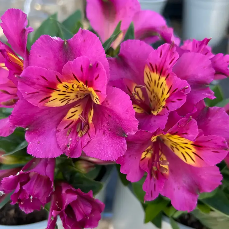 Alstroemeria