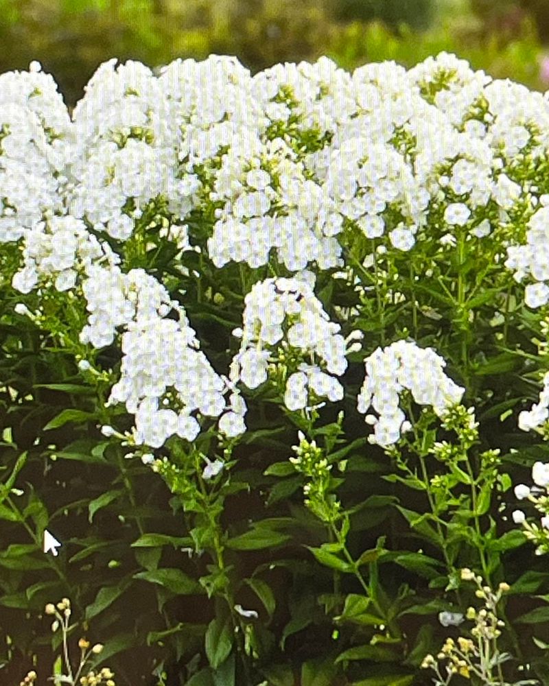 Phlox (White Garden Phlox)