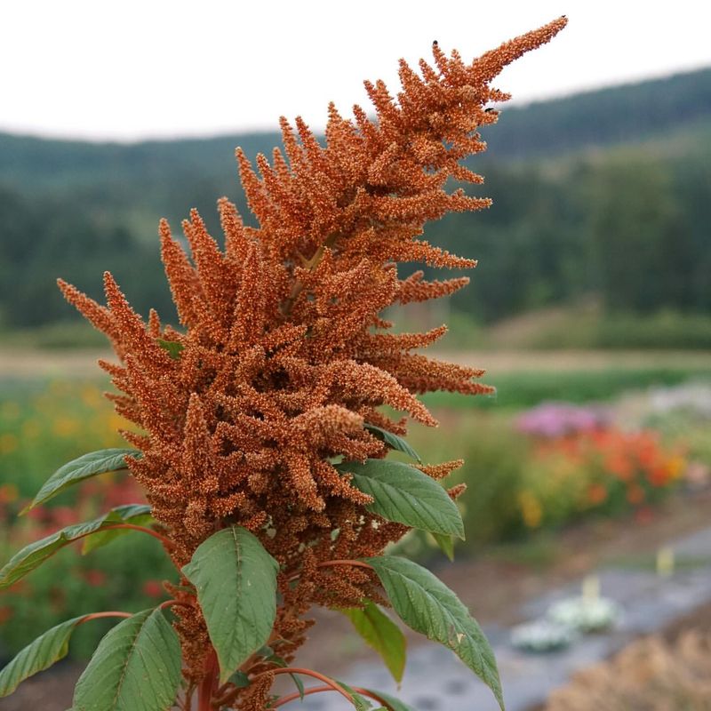 Amaranth