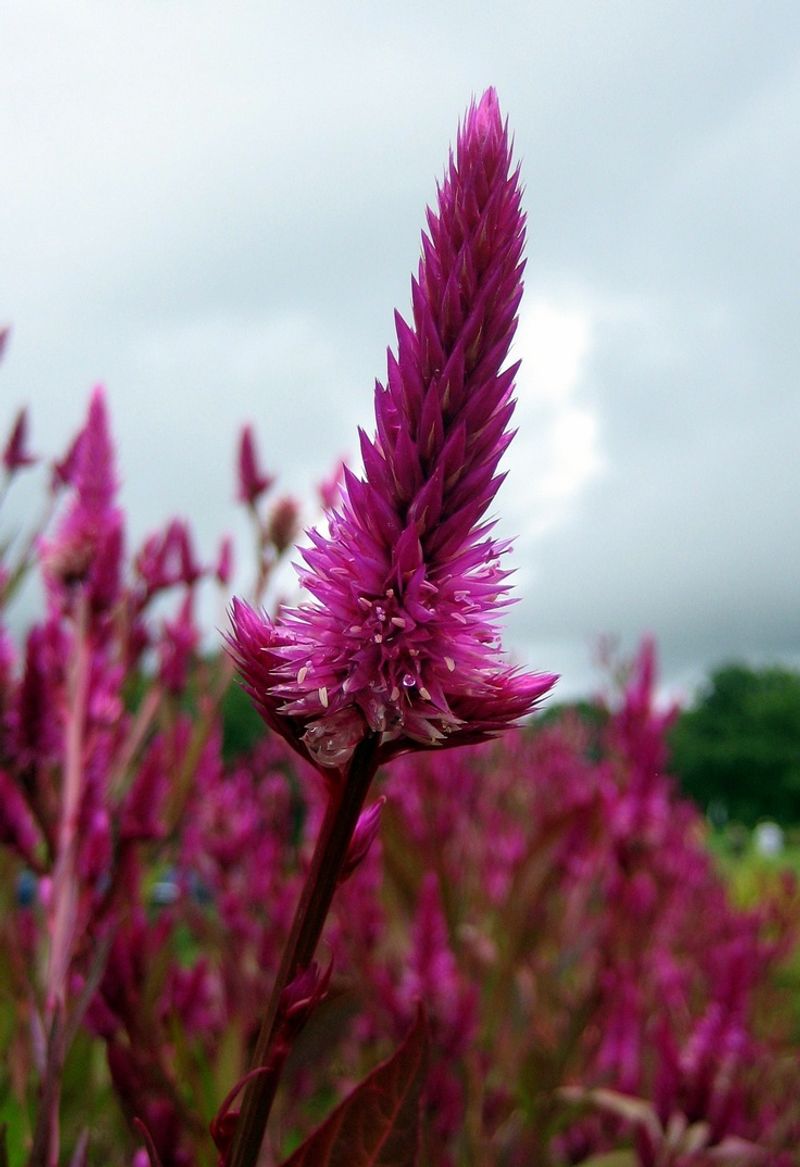 Amaranth
