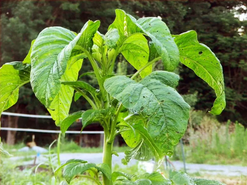 Amaranth Greens