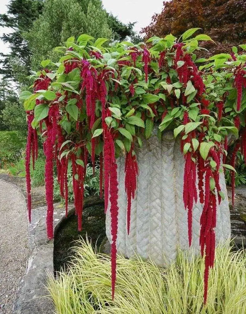 Amaranth
