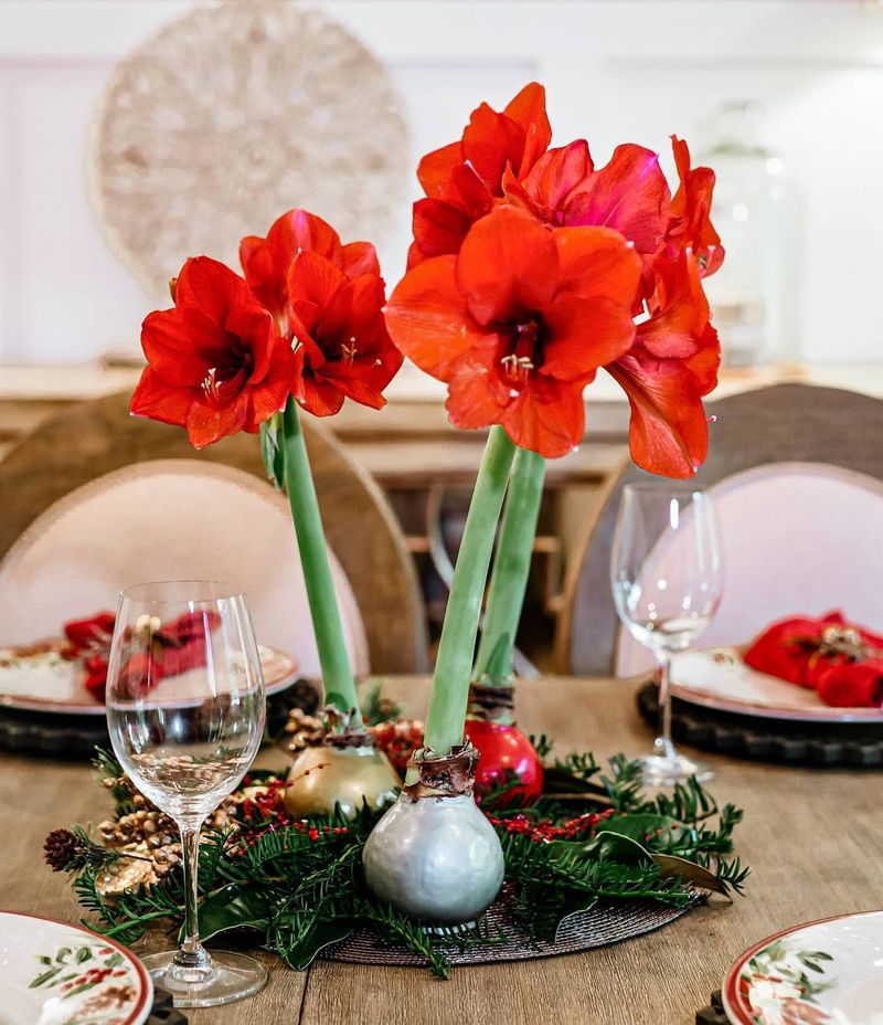Amaryllis