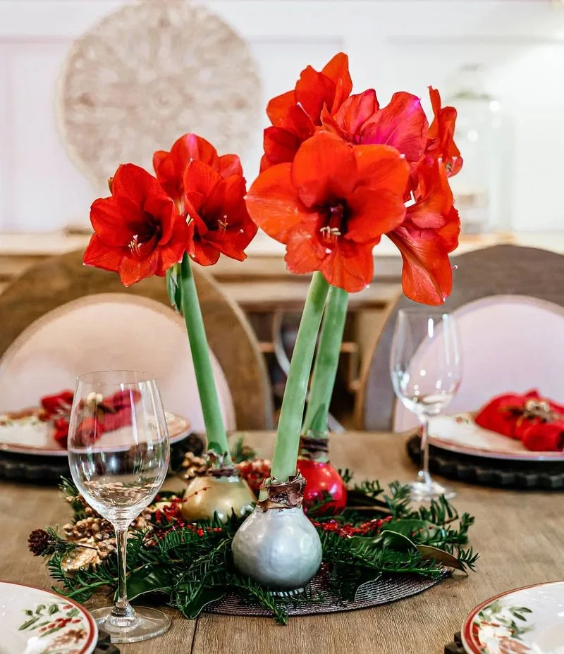 Amaryllis