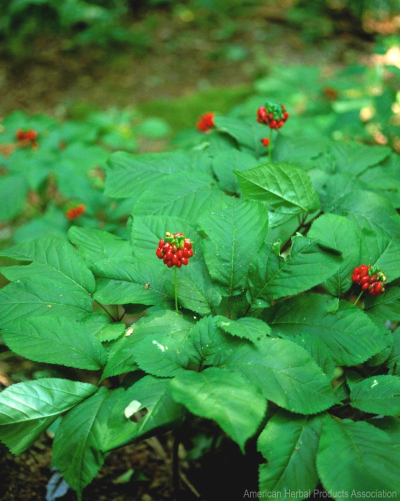 American Ginseng